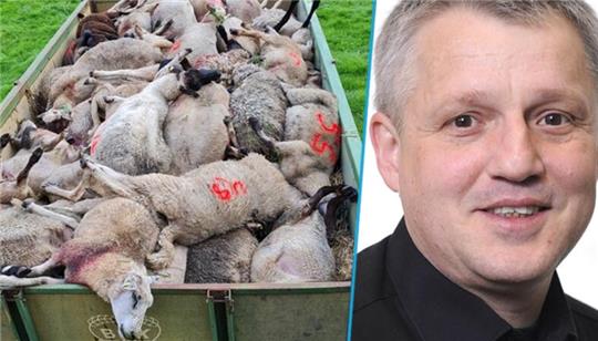 Den Streit um den Schnellabschuss für Wölfe kommentiert Karsten Wisser, Redaktionsleiter in Buxtehude.