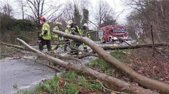 Den in Buxtehude umgefallenen Baum beseitige die Feuerwehr.