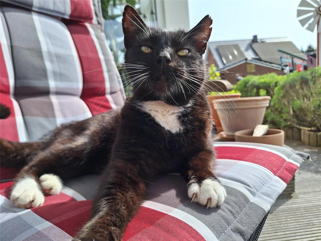 Der 15-jährige Jojo lebt bei Martina Martynko in Sauensiek. "Er liebt es immer n...