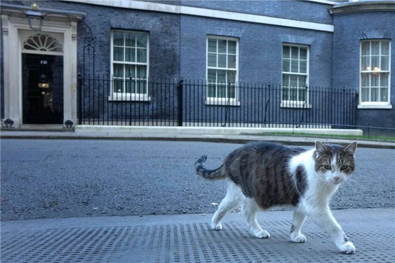 Downing Street dementiert Gerüchte über Kater Larry Der 16 Jahre alte Kater Larry lebt seit 2011 im Sitz des britischen Premierministers.