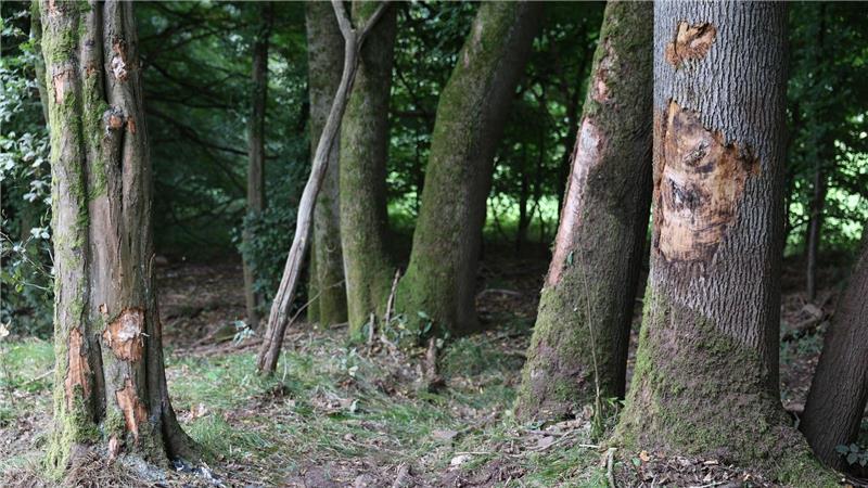 Tödlicher Unfall in Nordhessen: Zwei Ehepaare sterben Der 32-jährige Fahrer, ein 31-jähriger Mitfahrer und zwei Mitfahrerinnen im Alter von 32 und 30 Jahren starben noch am Unfallort.