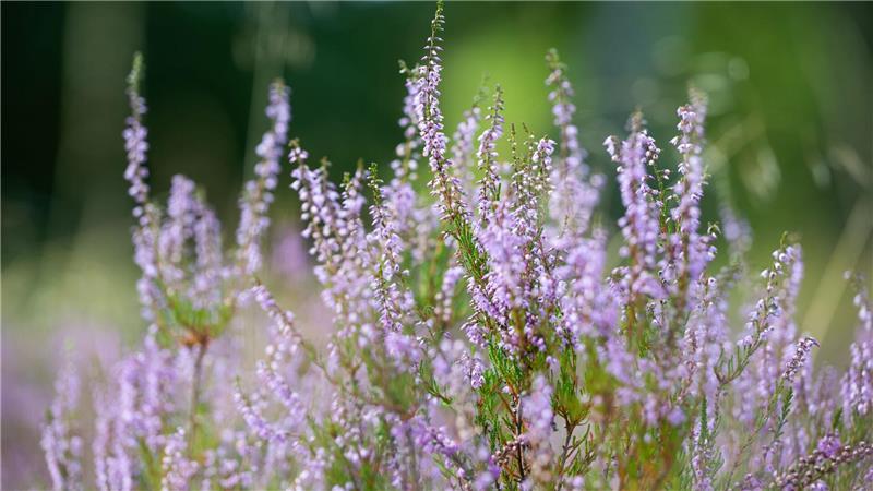 Start der Heideblüte schon Ende Juli Der 8. August galt immer als offizieller Start der Heideblüte. Seit einigen Jahren verschiebt sich der Termin nach vorn. (Archivfoto)