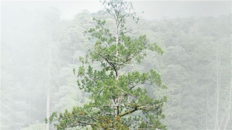 Der 84,1 Meter hohe Baum gilt als höchster bekannter Baum Ostasiens.