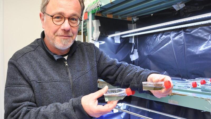 Wie Mikroalgen bei der Energiewende helfen können Der AWI-Wissenschaftler Dr. Stephan Ende mit Proben von Mikroalgen, die helfen könnten, ein großes Problem in der Wesermarsch zu lösen.