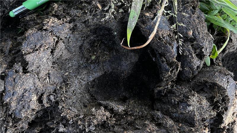 Familie geschockt: Drei Wölfe töten Rind auf einem Bauernhof in Hagenah Der Abdruck eines der Wölfe, die das Rind in Hagenah getötet haben.