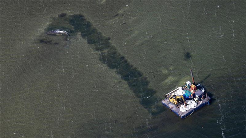 Der Abtransport des Wals soll durch eine Rinne erfolgen.