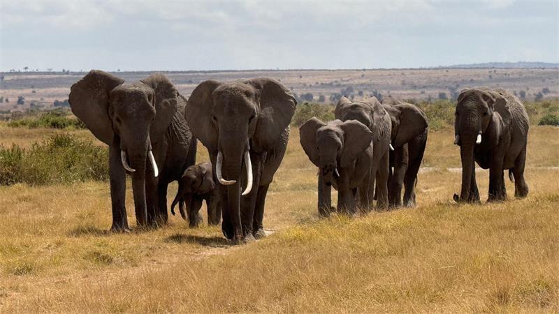 Der Amboseli-Nationalpark ist bekannt für seine großen Elefantenherden. (Archivbild)
