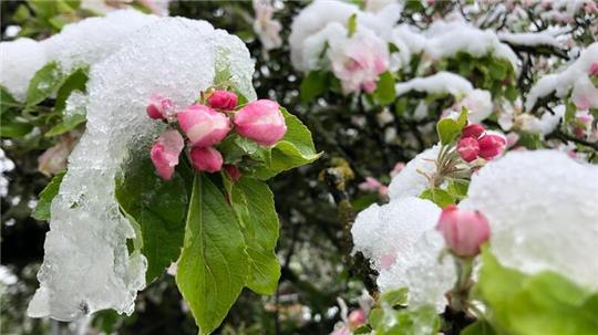 Der April macht, was er will: Die Blüten eines Apfelbaums sind mit Schnee bedeckt.