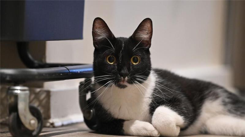 Der Arzt teilte mit, er bereue die Behandlung seiner Katze nicht. (Symbolbild)