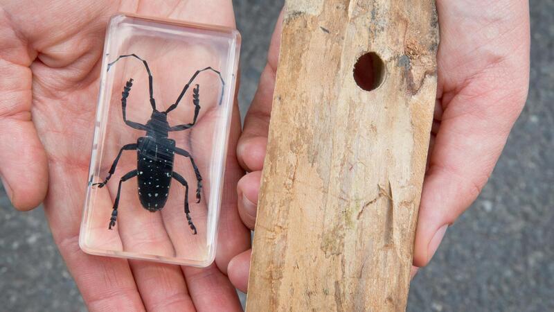 Giftspinnen auf Schiff: Welche Krabbler noch als blinde Passagiere einreisen Der Asiatische Laubholzbockkäfer (ALB) gehört zu den Holzschädlingen, die über den internationalen Warenverkehr eingeschleppt werden könnten. Für sie gibt es Kontrollen im Hafen.