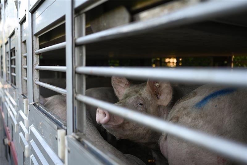 Der Ausbruch zeigt einmal mehr, wie schnell und wie unvermittelt die Afrikanische Schweinepest eingeschleppt werden kann, sagt Kreis-Dezernentin Nicole Streitz. Foto: dpa (Symbolbild)