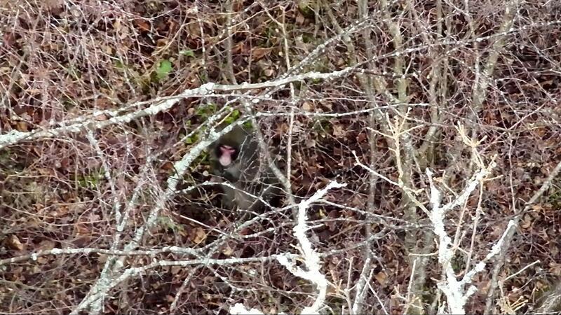 Ausgebüxter Affe in Schottland wieder eingefangen Der Ausflug von „Kingussie Kong“ ist vorbei.
