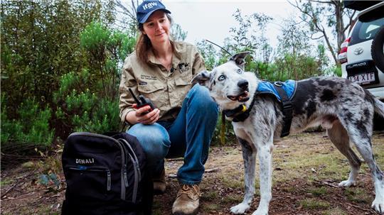 Der Australian Koolie namens Bear hat in seiner Spürhund-Laufbahn mehr als 100 in Not geratene Koalas aufgespürt. Romane Cristescu war eine seiner Hundeführerinnen. (Archivbild)