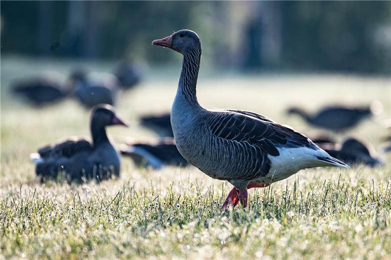 Vogelgrippe: BUND richtet Appell an Spaziergänger im Kreis Stade Der BUND Weser-Elbe appelliert derzeit, Enten und Schwäne in Parks und Grünanlagen nicht zu füttern. Foto: dpa-Bildfunk