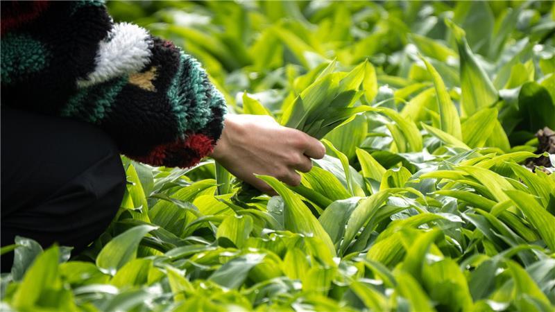 Achtung giftig! So vermeiden Sie gefährliche Verwechslungen Der Bärlauch ist eine die Heil- und Gewürzpflanze, die im Volksmund aufgrund ihres Geruches auch «Wilder Knoblauch» genannt wird.