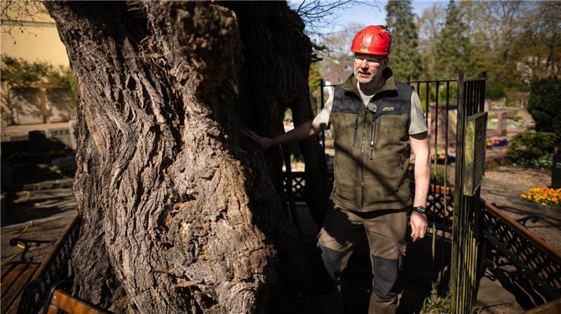 Der Baum ist von innen weitgehend hohl.