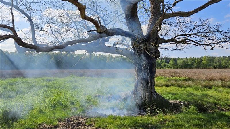 Baum fängt auf Wiese Feuer - Ölspur in Mulsum Der Baum musste letztlich gefällt werden.