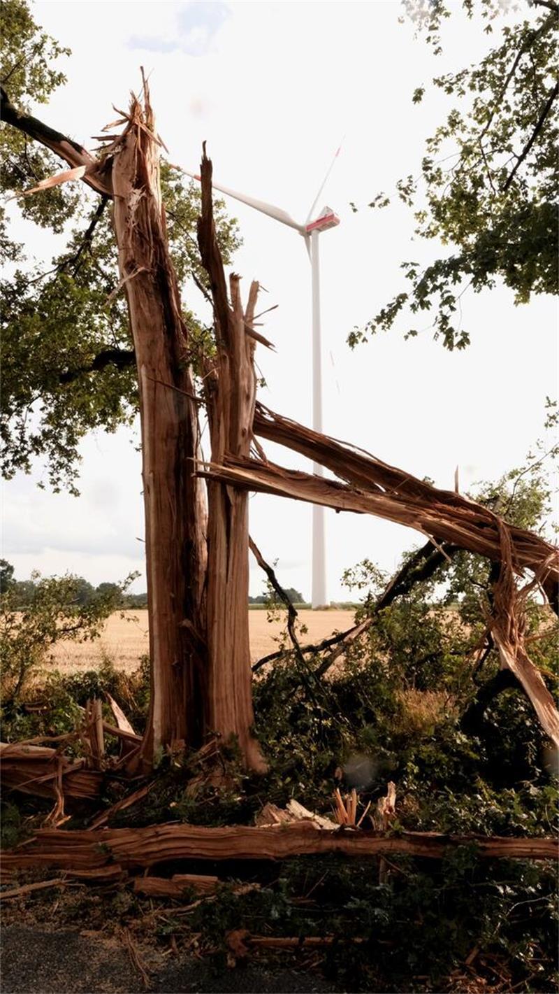 Der Baum wurde durch den Blitz regelrecht entzwei gespalten.
