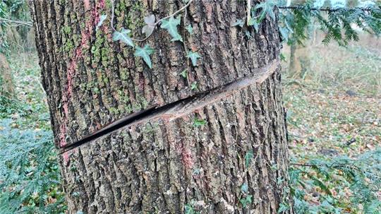 Der Baum wurde durch einen tiefen Einschnitt beschädigt.