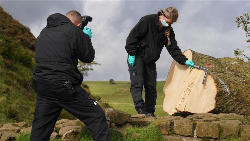 Der Baum wurde kurz über dem Boden abgetrennt. (Archivbild)