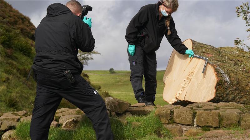 Schuldsprüche im Prozess um „Robin-Hood-Baum“ Der Baum wurde kurz über dem Boden abgetrennt. (Archivfoto)