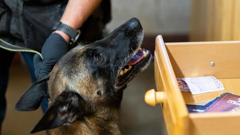 Der Belgische Schäferhund „Habbo“ hat schon mehrere Tausend Euro erschnüffelt.