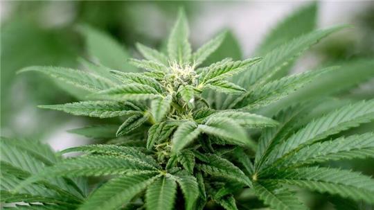 Der Besitz und Anbau von Cannabis sollen vom 1. April an erlaubt sein.