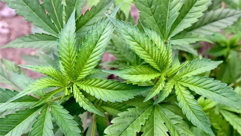 Der Besitz von Cannabis ist in kleinen Mengen erlaubt. (Symbolbild)