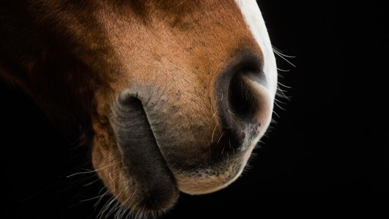 Tierquälerei: Pferd im Kreis Ostholstein stirbt nach mutmaßlicher Misshandlung Der Besitzer des Pferdes entdeckte den Kadaver.
