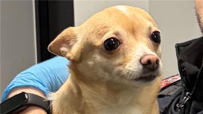 Der Besitzer von „Bella“ konnte gefunden werden. (Handout)