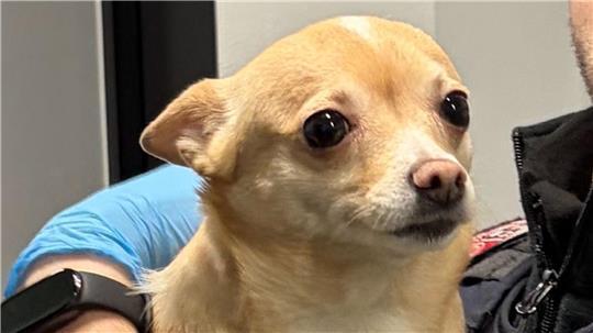 Der Besitzer von „Bella“ konnte gefunden werden. (Handout)