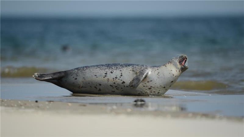 Der Bestand an Seehunden im Wattenmeer geht langfristig zurück. Das befürchten Experten. Foto: Common Wadden Sea Secretariat