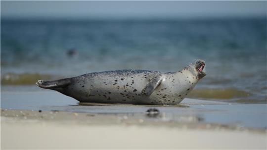 Der Bestand an Seehunden im Wattenmeer geht langfristig zurück. Das befürchten Experten. Foto: Common Wadden Sea Secretariat