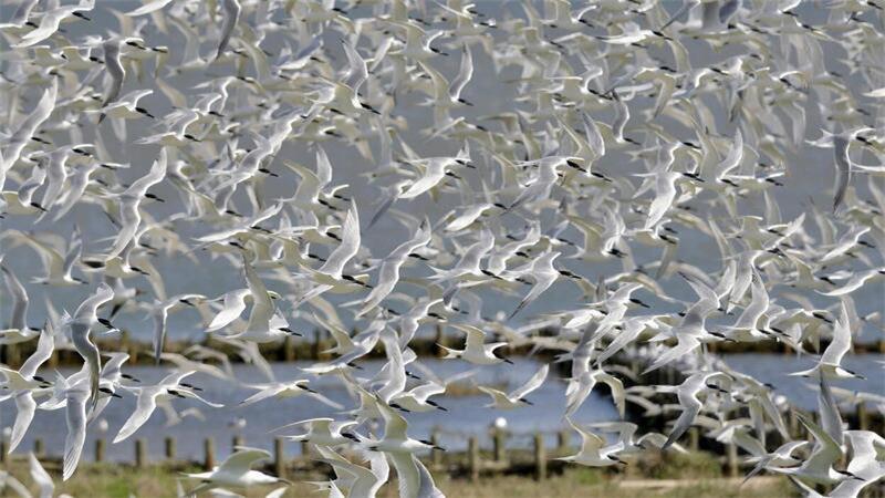 Vogelgrippevirus-Nachweis in Milch: WHO empfiehlt pasteurisierte Milch Der Bestand der Brandseeschwalbe im deutschen Wattenmeer ist durch die Vogelgrippe um 40 Prozent zurückgegangen.
