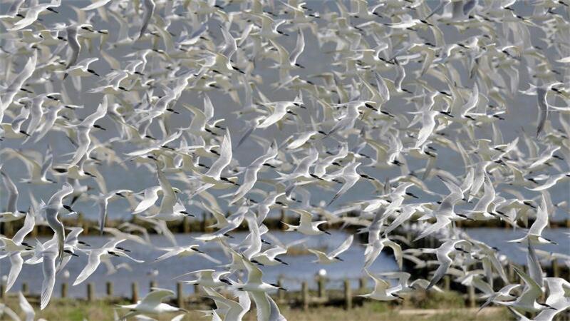 Der Bestand der Brandseeschwalbe im deutschen Wattenmeer ist durch die Vogelgrippe um 40 Prozent zurückgegangen.