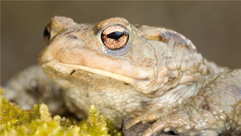 Der Bestand der Erdkröten ist deutlich zurückgegangen.