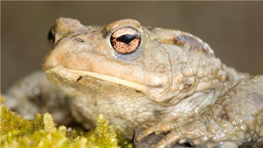 Der Bestand der Erdkröten ist deutlich zurückgegangen.