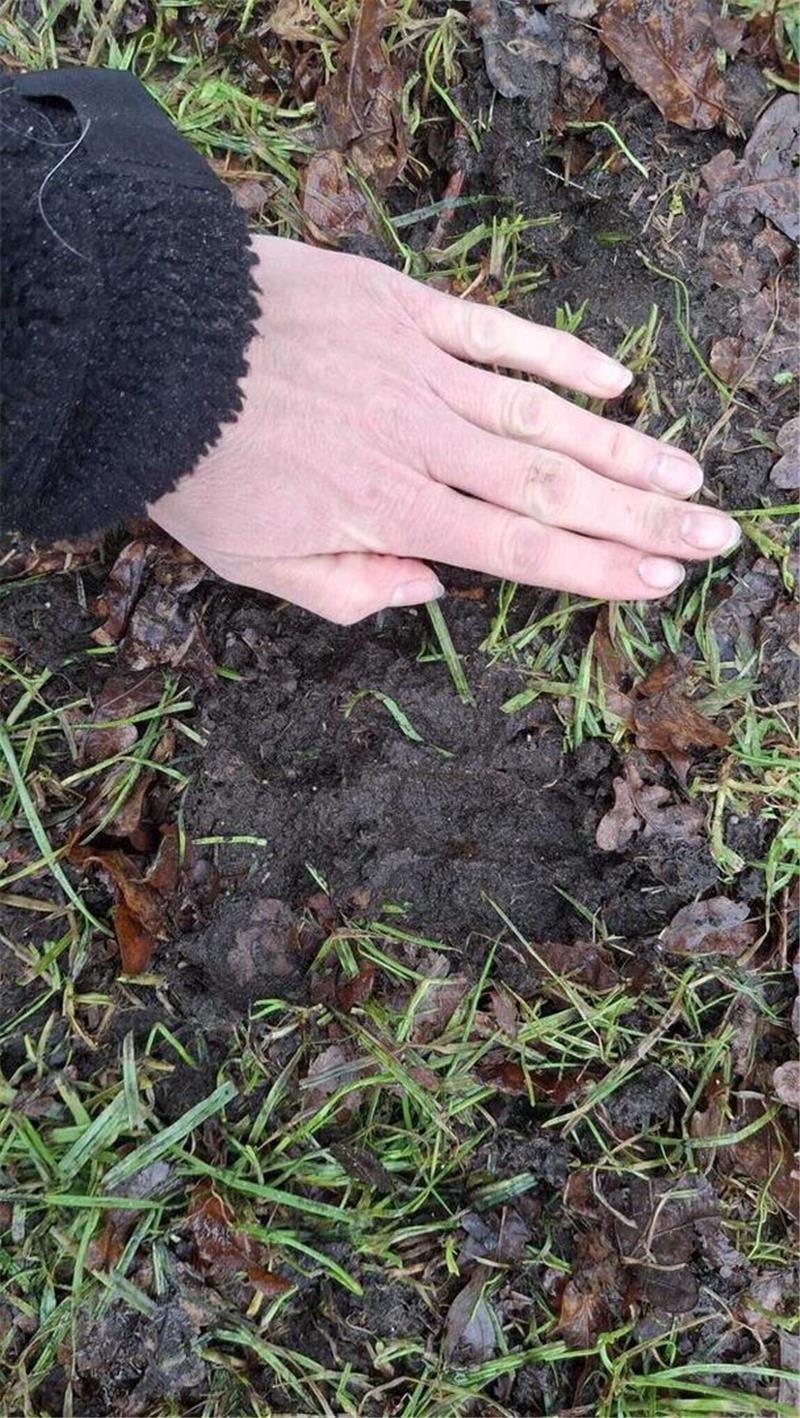 Nach Hetzjagd: Schafherde in Börde Lamstedt erneut von Wölfen attackiert Der Beutegreifer hinterlließ auf der Weide Spuren.