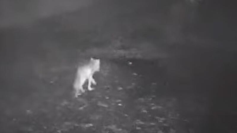 Der Beweis: Die Wildkamera hat am 15. Oktober einen Wolf in Jork-Hinterbrack aufgezeichnet.
