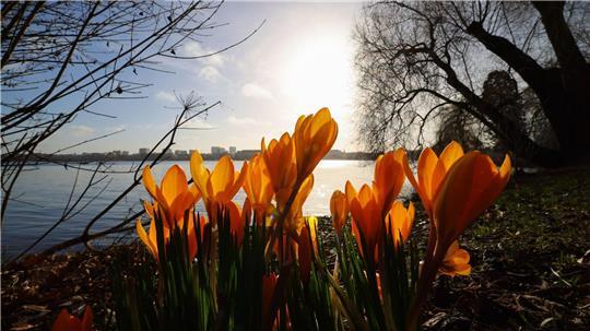 Der Biotopverbund in Hamburg soll gestärkt werden. (Symbolbild)