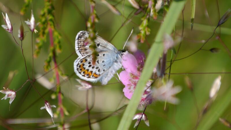 Der Bläuling-Schmetterling sitzt auf einer Heide.