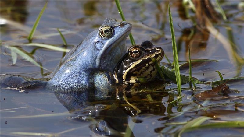 Der Blaumacher: Das Moorfroschmännchen nimmt für etwa eine Woche eine Blaufärbung an. Die moorigen Laichplätze der Frösche sind aber selten geworden.