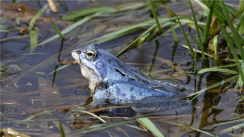 Der Blaumacher: Ein Moorfrosch mit auffälliger Farbgebung.
