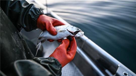 Der Bodensee-Fisch schlechthin: Felchen