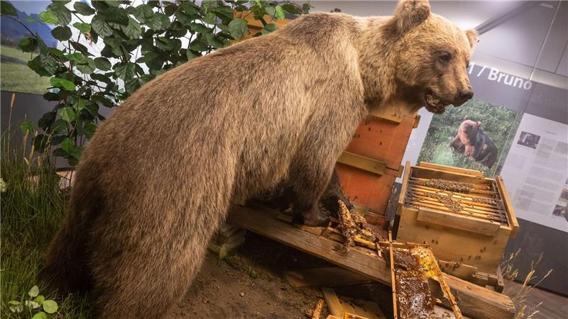 Der Braunbär Bruno steht ausgestopft im Museum. (Archivbild) 