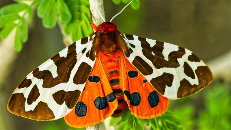 Der Braune Bär, hier eher eine Bärin, ist ein wunderschöner Sommerschmetterling.