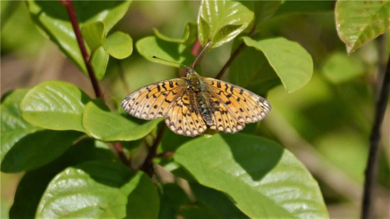 „Kalte Enteignung“: Landwirte protestieren gegen Naturschutzgebiet Der Braunfleckige Perlmuttfalter ist ein Schmetterling, der auf der Roten Liste steht.