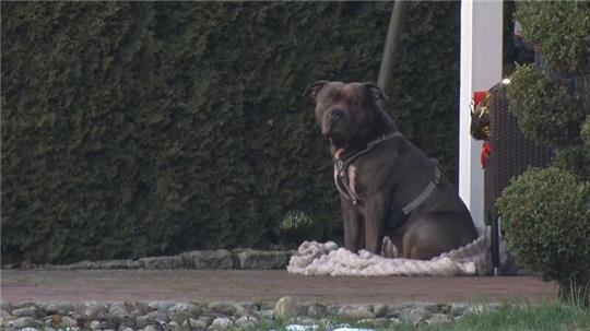Der Bruder des toten Halters des Hundes Sam, der neben dem leblosen Mann sitzend entdeckt wurde, klagt darauf, das Tier vom Landkreis zu bekommen. (Archivbild)