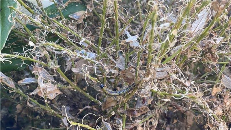Der Buchsbaumzünsler ist zurück! Gartenexperten aus Norddeutschland zeigen, wie ihr eure Pflanzen noch retten könnt.