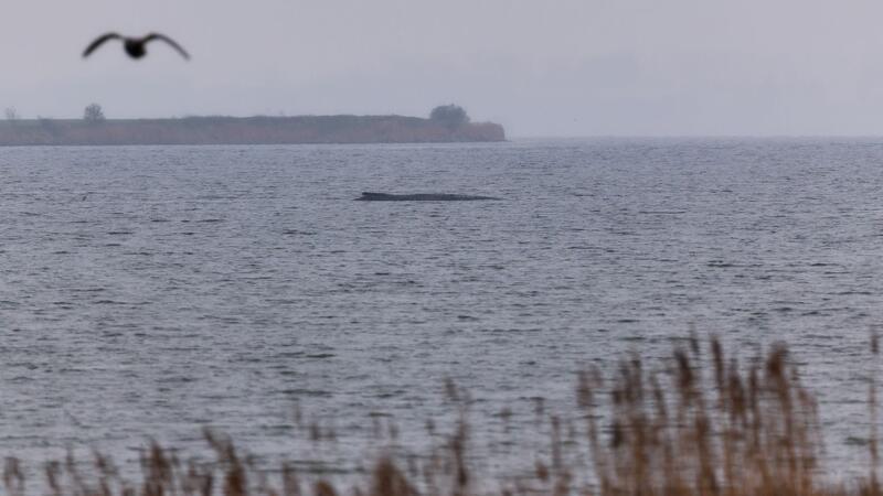 Der Buckelwal atmet inzwischen schwächer.